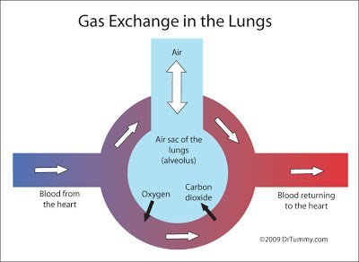 Gaseous Exchange