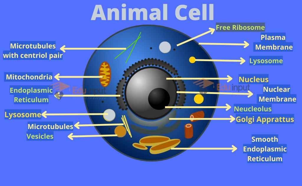 Animal Cell