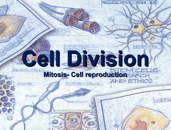 Cell Division