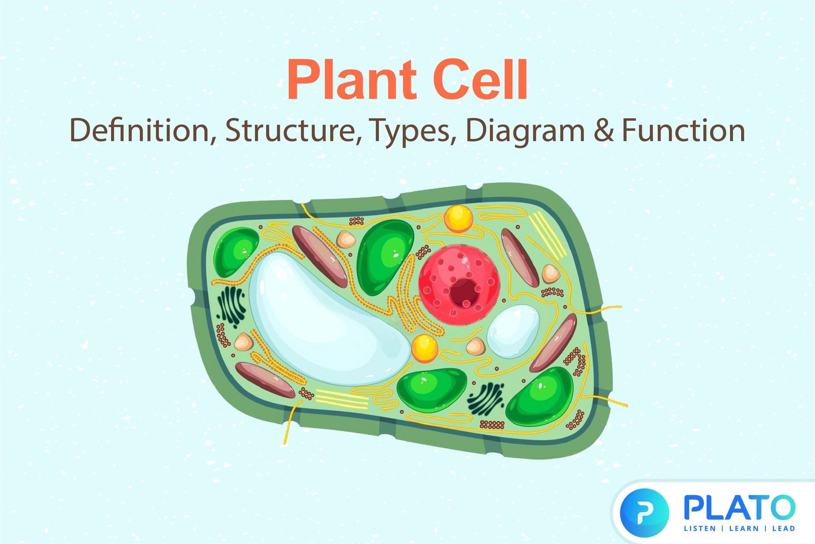 Plant Cell