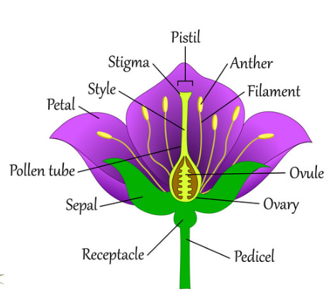 Structure of flower