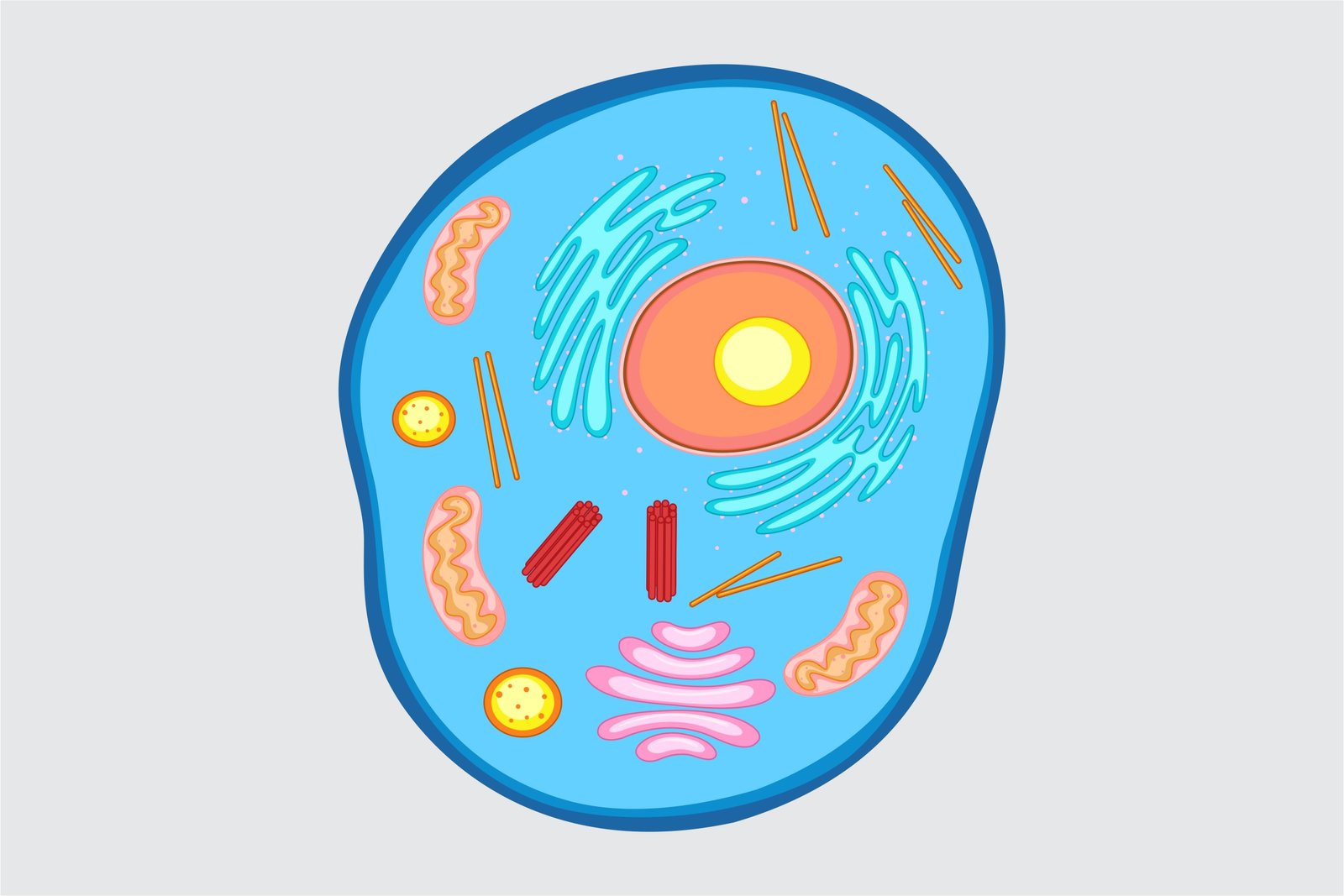 Animal Cell