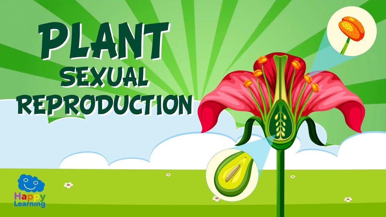 Reproduction in plants