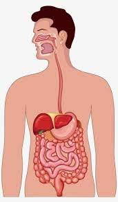 Respiratory System