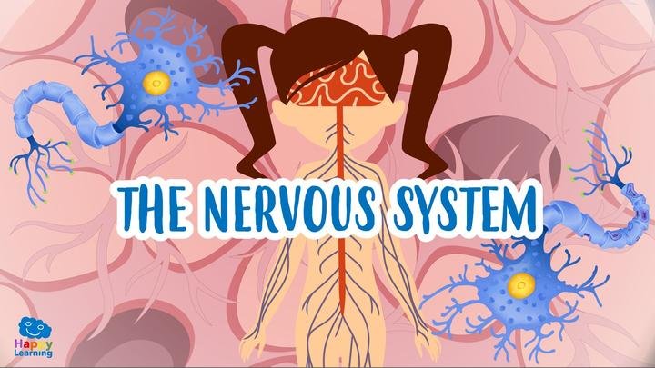 The Nervous System