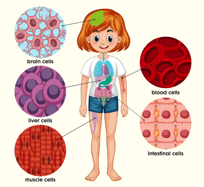 Cellular organization