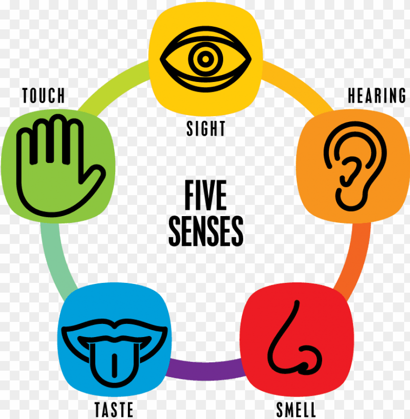 Our Senses