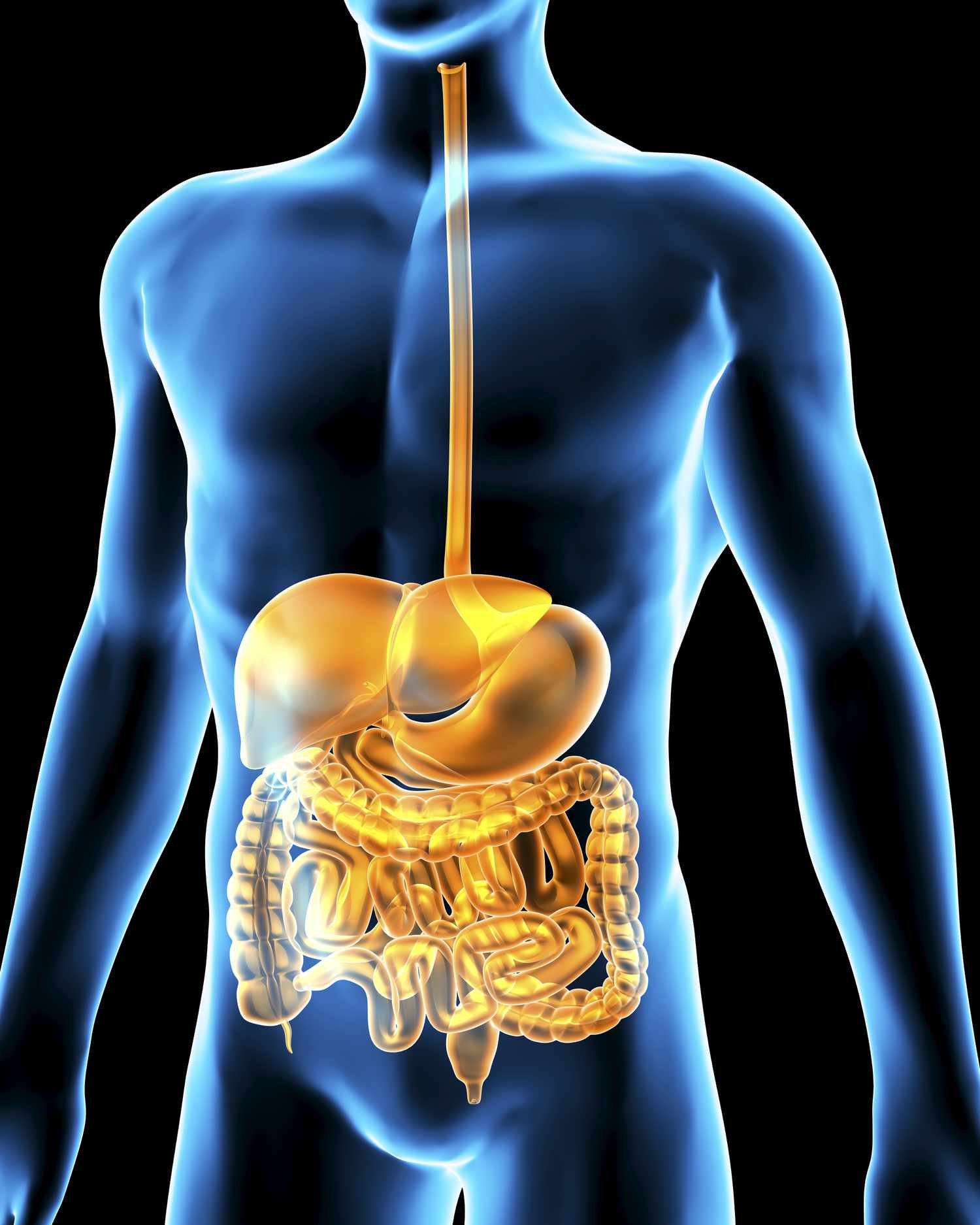 The Digestive System